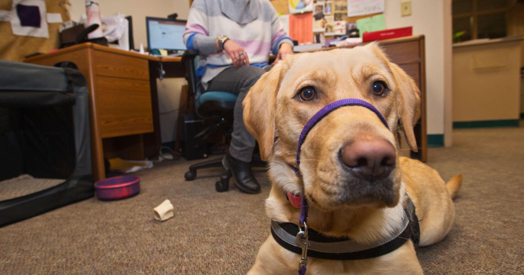 Therapy dog helps J.W. Leary Junior High students, staff with anxieties – NNY360
