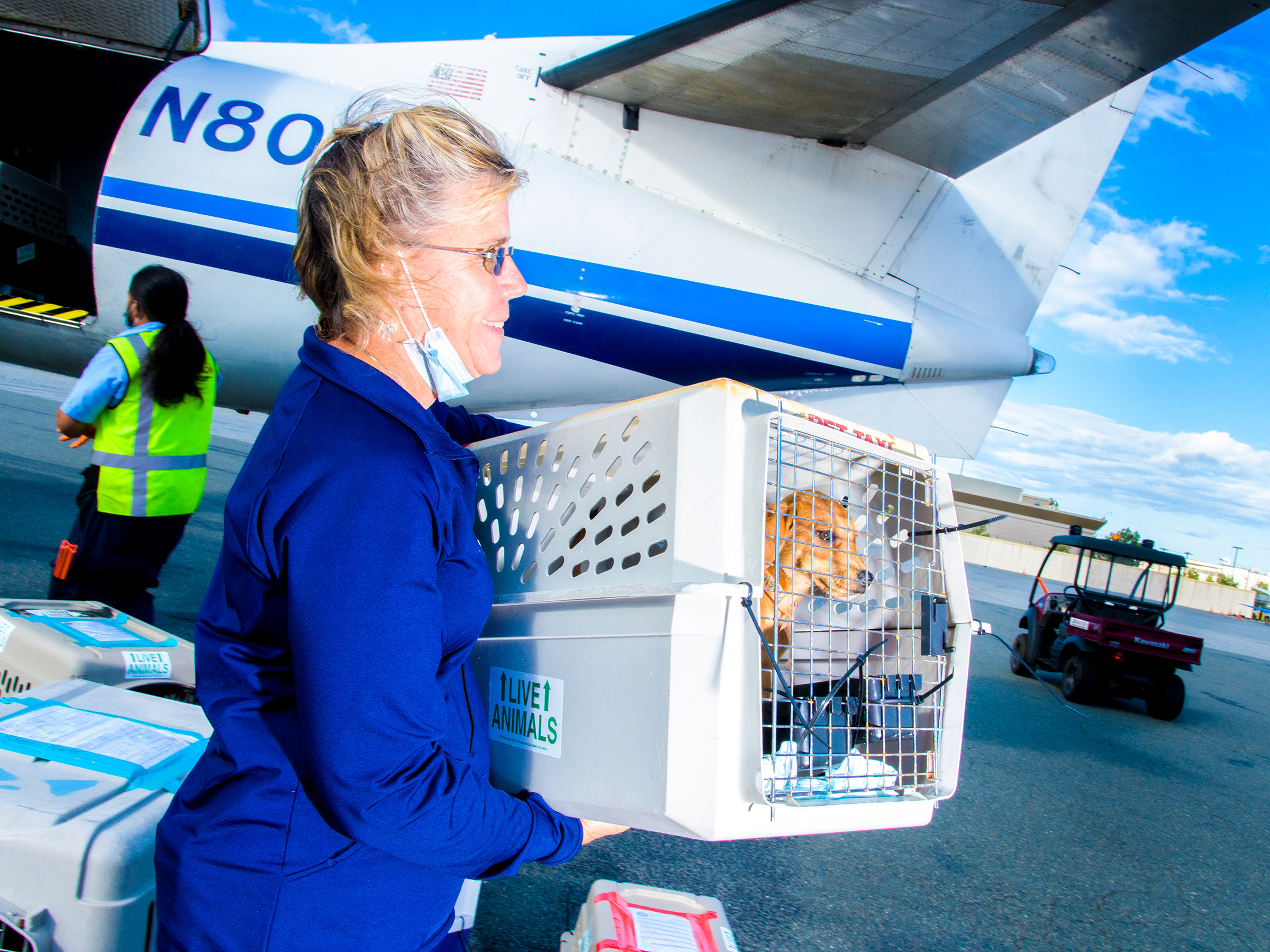 How America Saved Millions of Dogs—By Moving Them – TIME