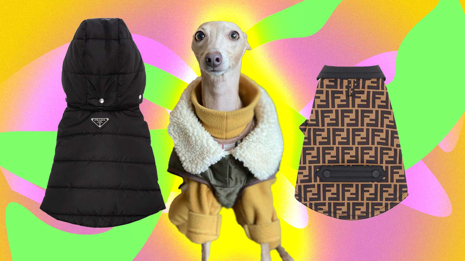10 best dog coats to step out for walkies in style – British GQ