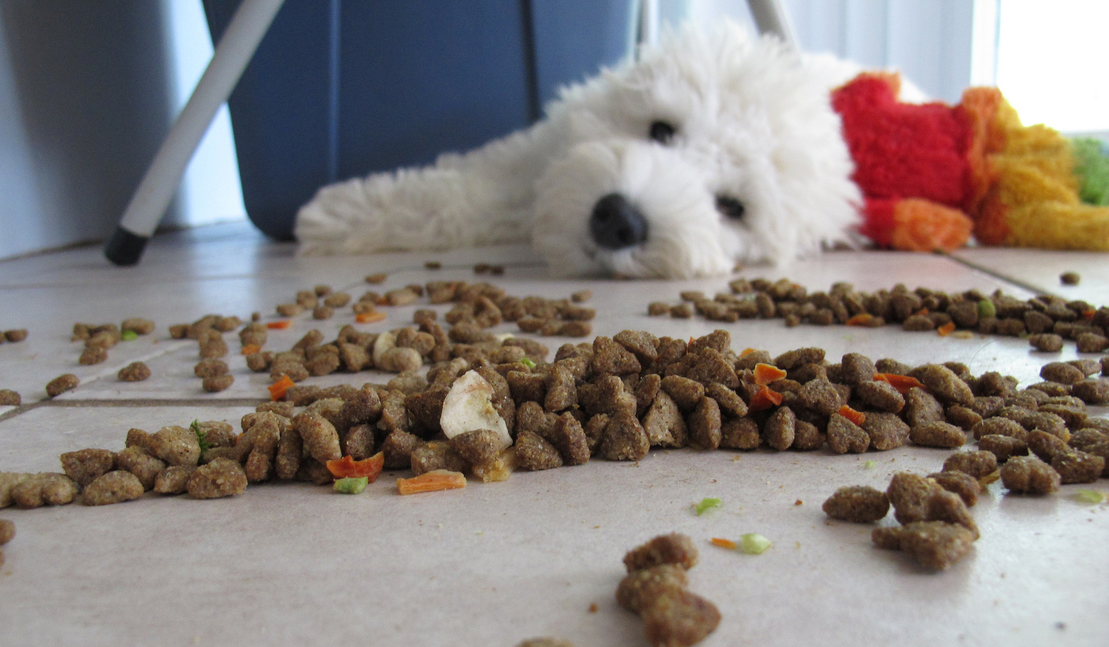 Nutrients Your Dog Needs and How to Tell if They're Getting Them – One Green Planet