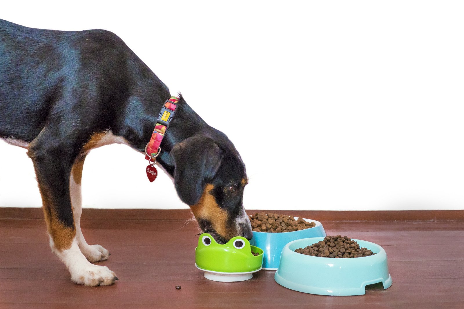 Dog food items recalled over Salmonella fears | York Press – York Press