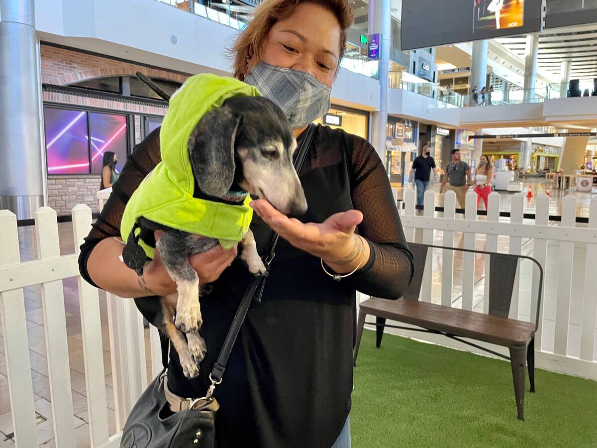 Who let the dogs in? Fashion Show mall on Las Vegas Strip did – Las Vegas Review-Journal