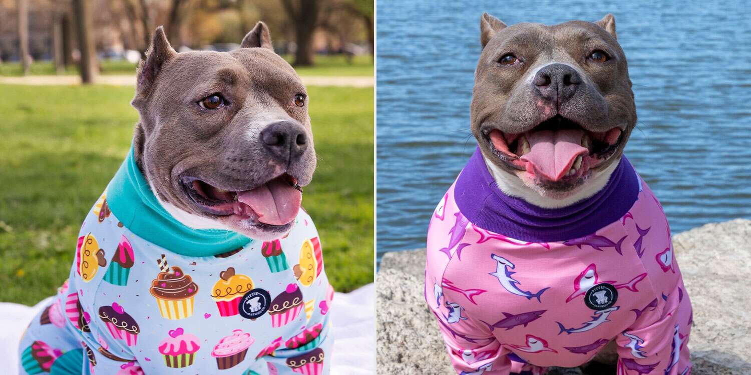 Illinois Crafter Creates Colorful Pajamas for Pit Bulls to Help End Stigma Around Dog Breed – PEOPLE