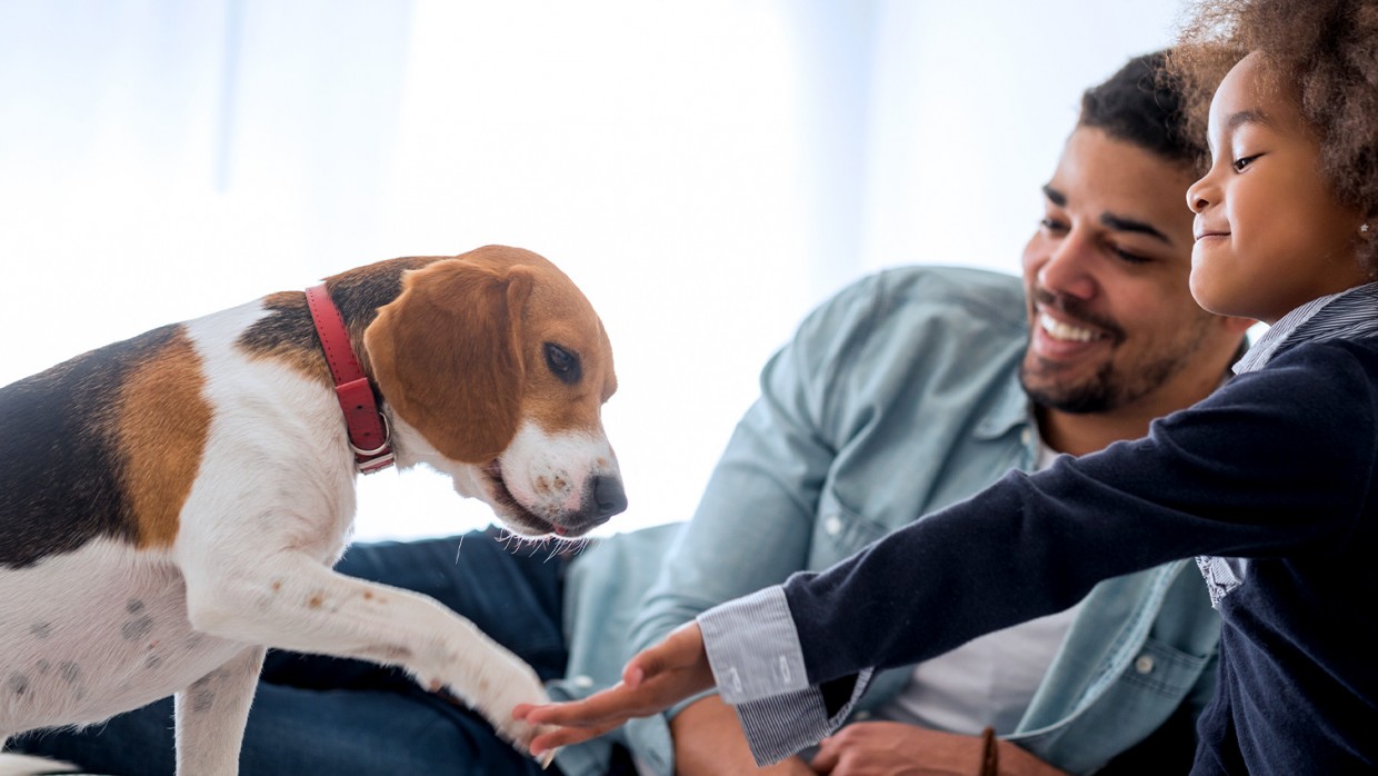 How to make your new dog feel comfortable in your home – HSUS News