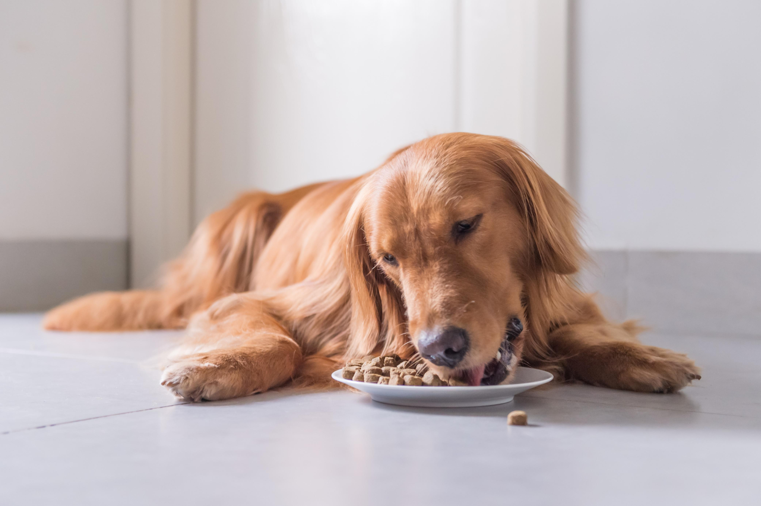 10 Vet-Recommended Dog Food Delivery Services (And How To Shop For Dog Food) – Forbes