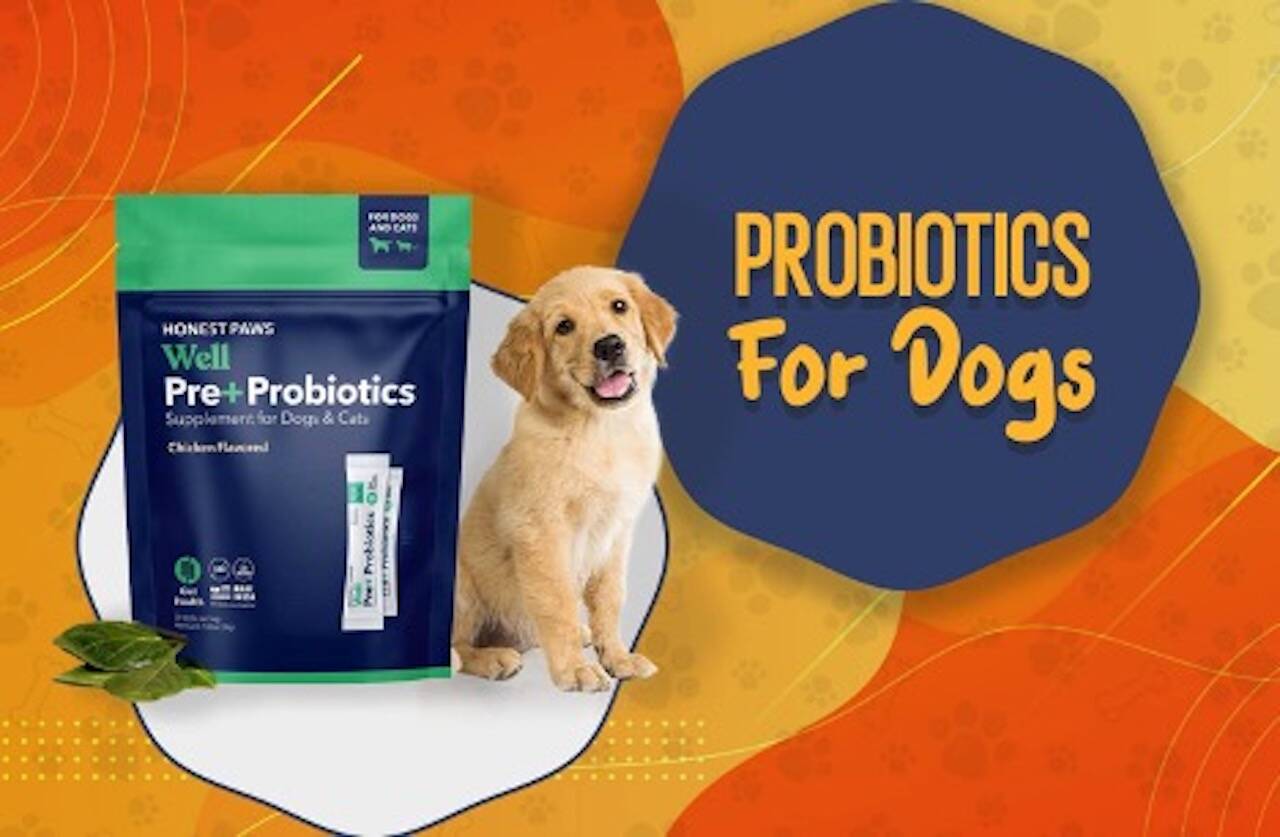 Top 6 Probiotics For Dogs: Best Remedies For Pet Digestive Issues – Juneau Empire