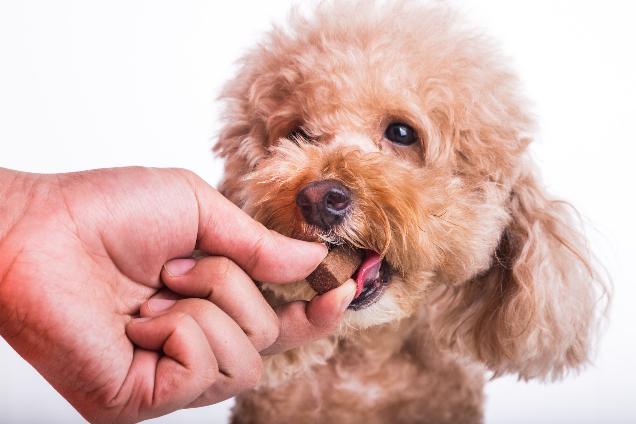 OmegaQuant Expands Omega-3 Testing to Pets – NutraIngredients-usa.com
