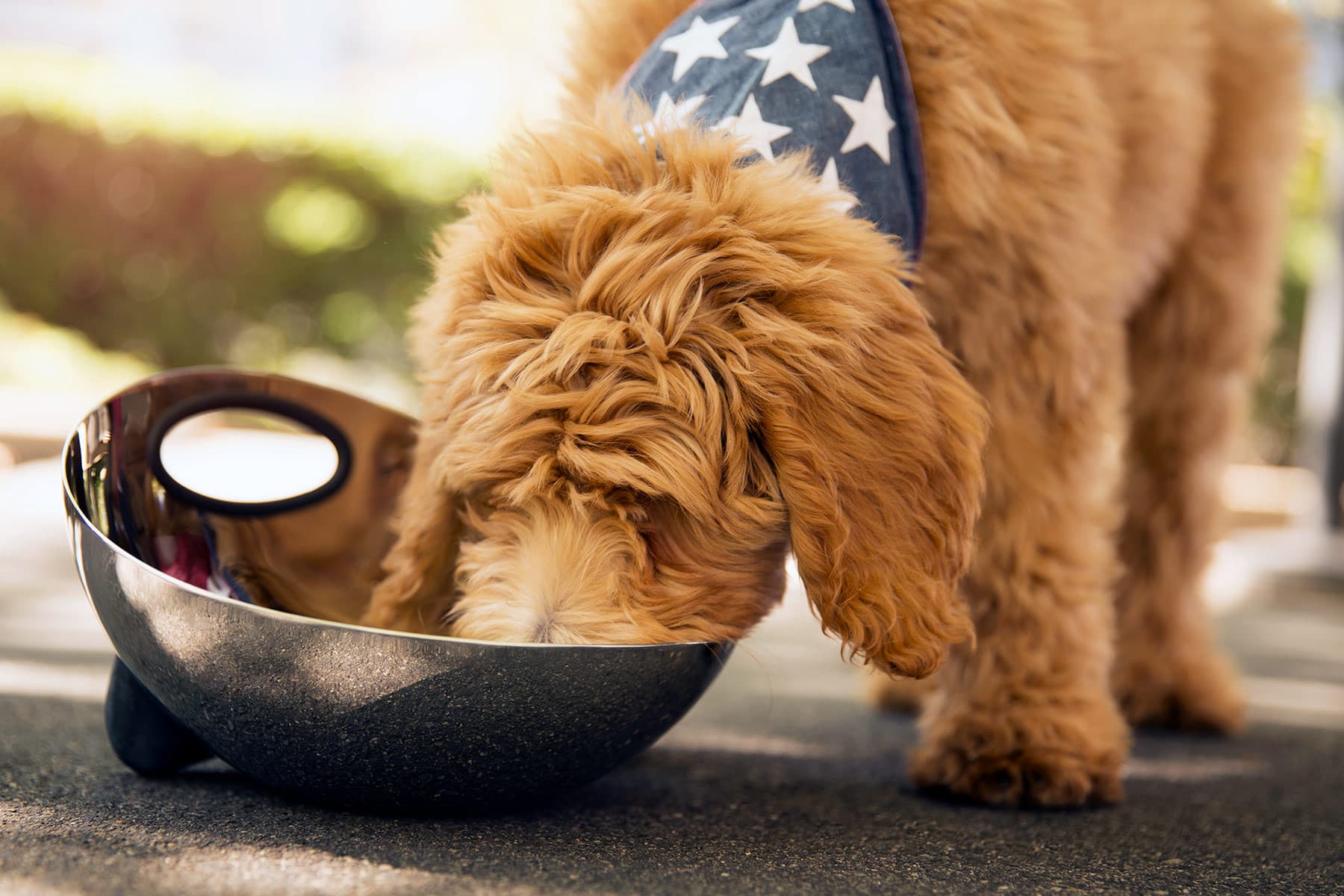 What's the Best Food for Your Dog? – WebMD