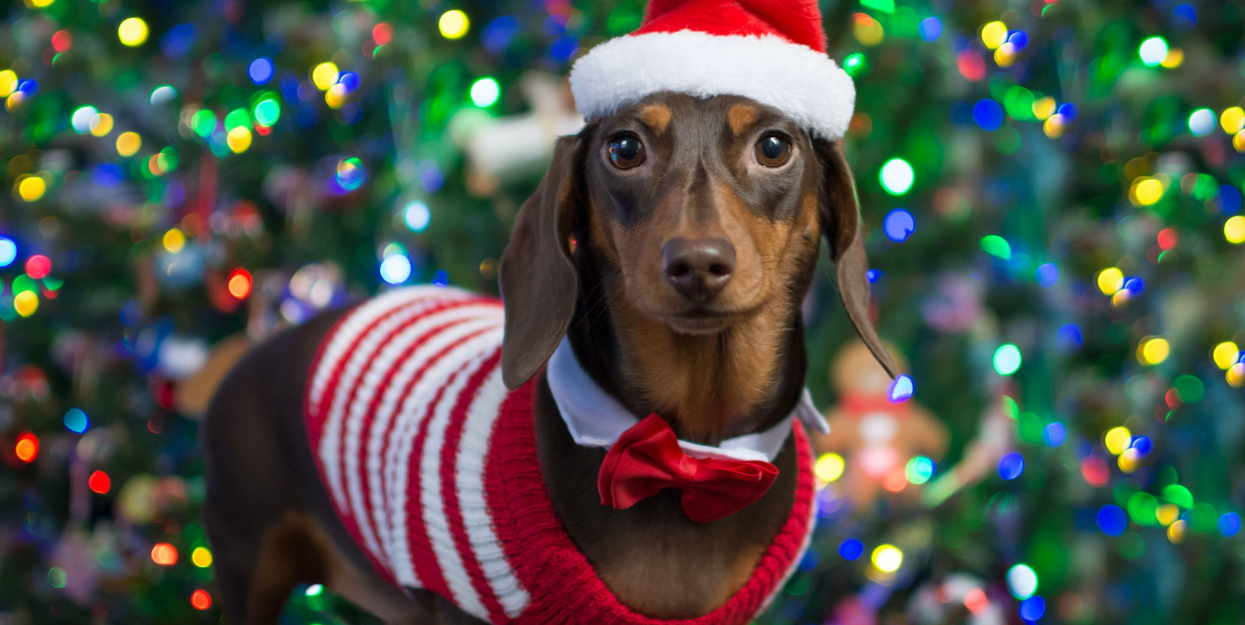 Vets Issue Warning Over Dogs Wearing Christmas Jumpers – Countryliving (UK)