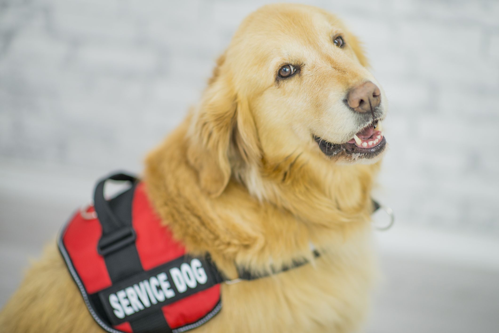 Psychiatric Service Dog: Benefits, Laws, Training – Verywell Health