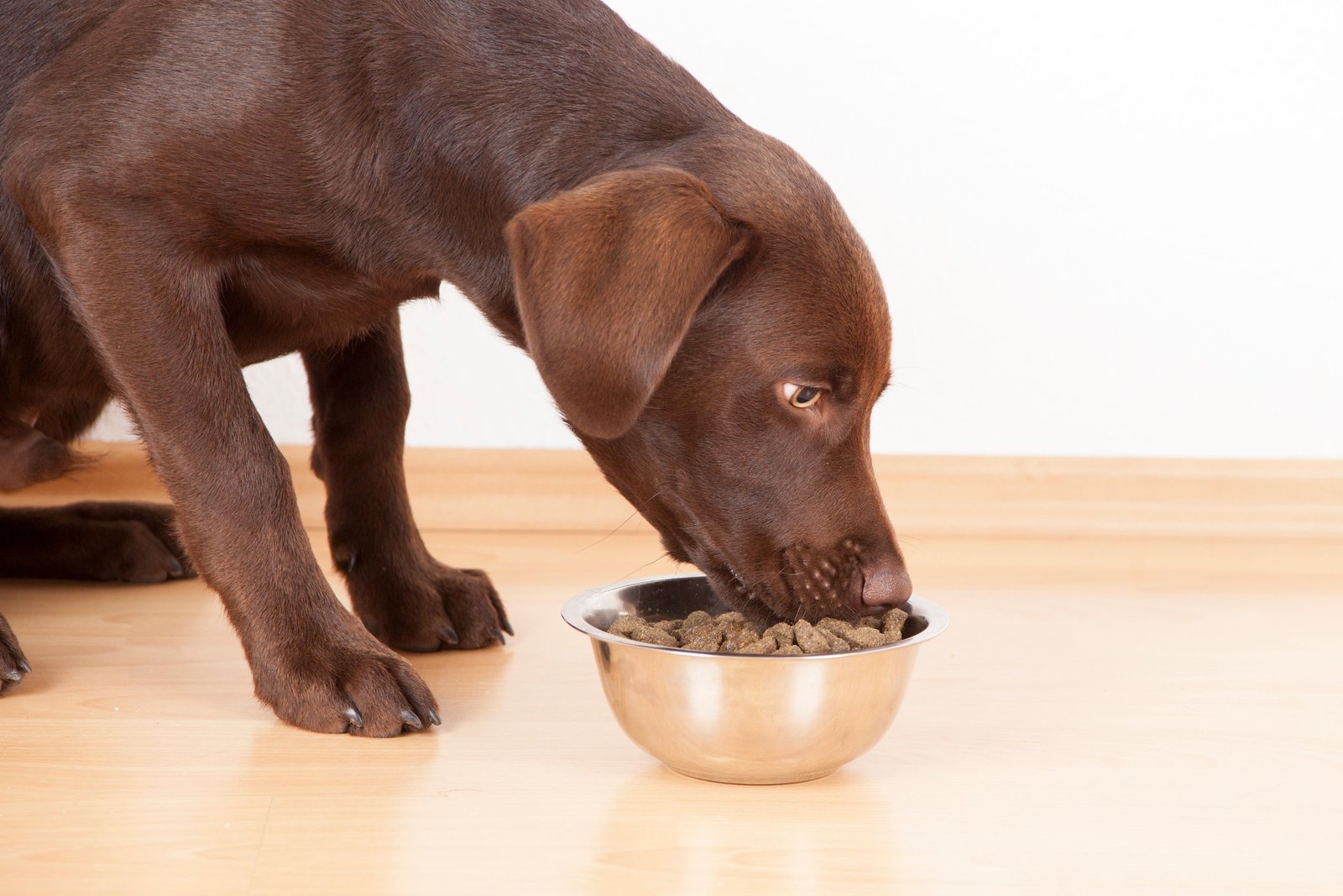 Are Peas in Common Dog Foods Contributing to Canine Heart Disease? – Smithsonian Magazine