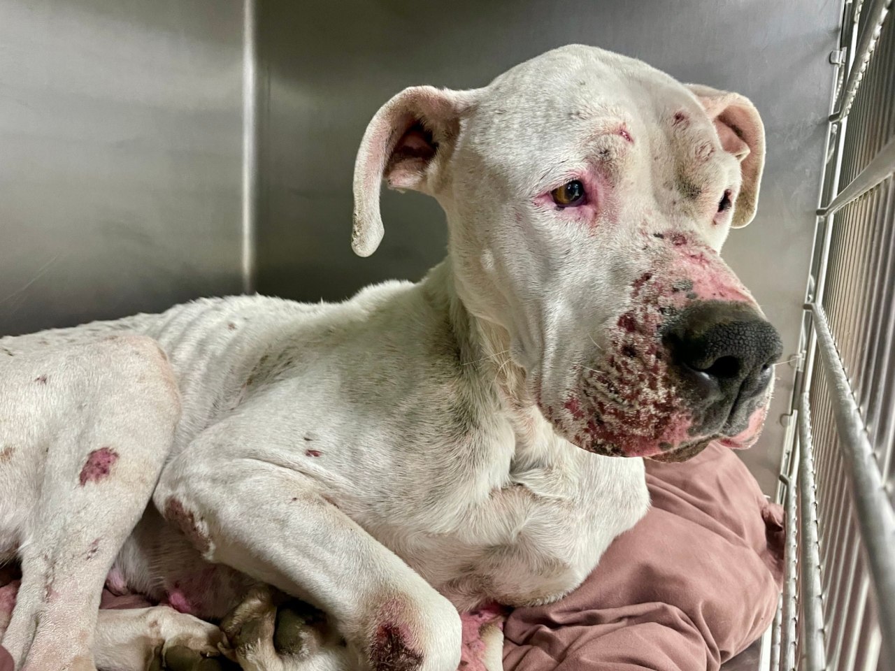 ‘Heart-wrenching’: Stray, starving dog found in Roanoke with numerous health issues – WFXRtv.com