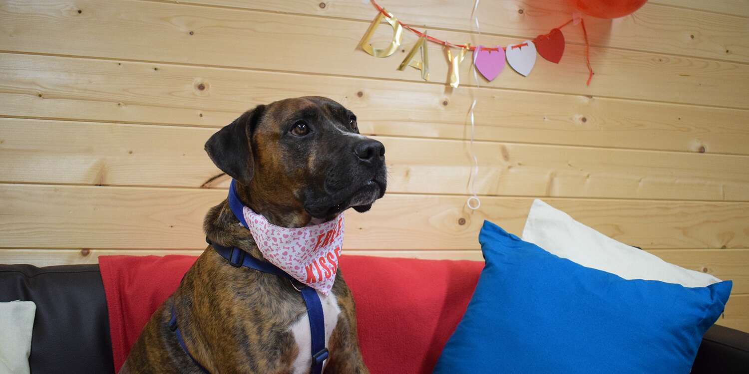 Dog in Shelter Over 200 Days Still Looking for a Home After No One Shows Up to Adoption Party – PEOPLE