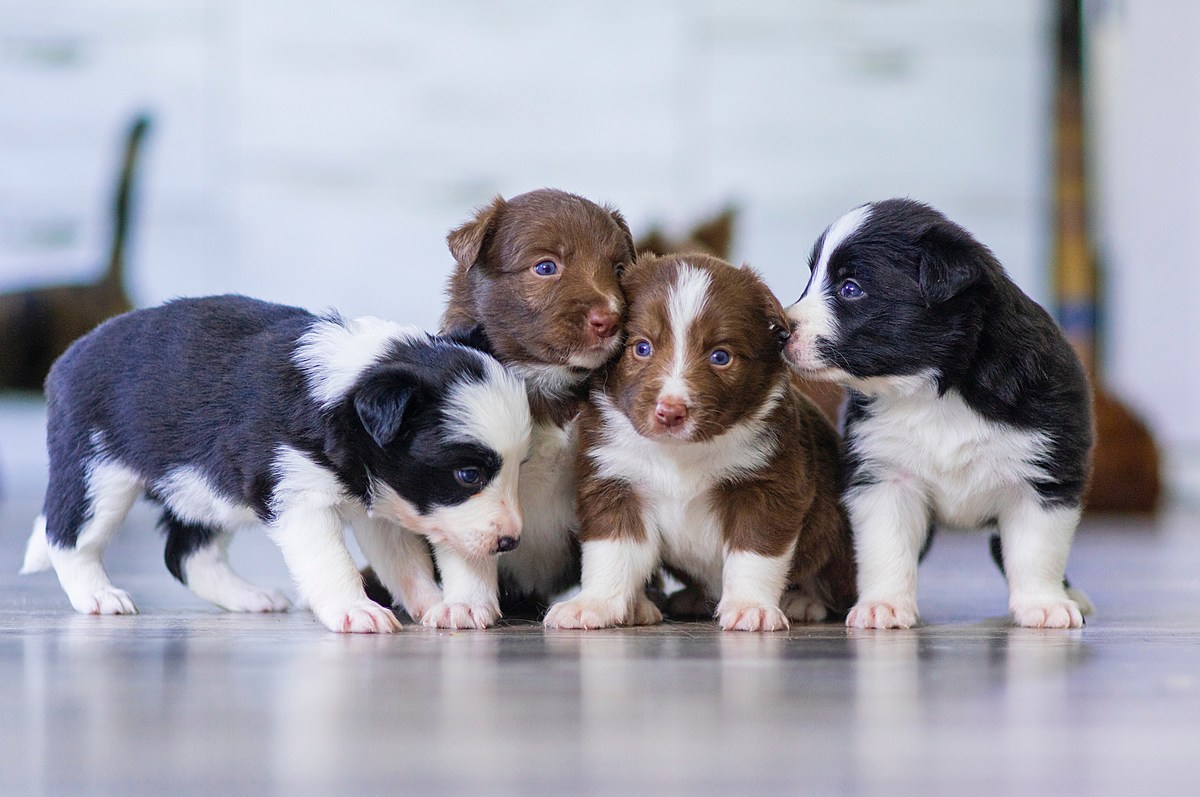 Puppies & Kittens? TCHS Needs Fosters For Mommas & Their Litters – Minnesota's New Country