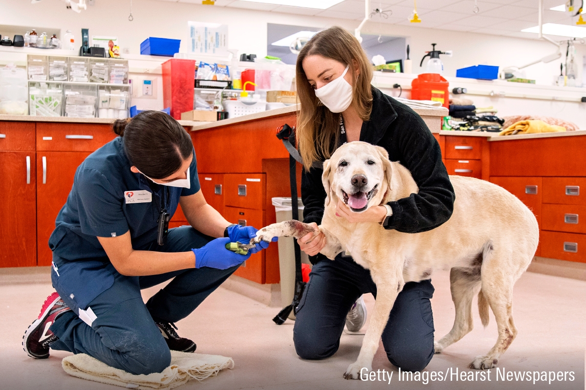 Animal Healthcare Is Barking Up the Right Tree – Morningstar