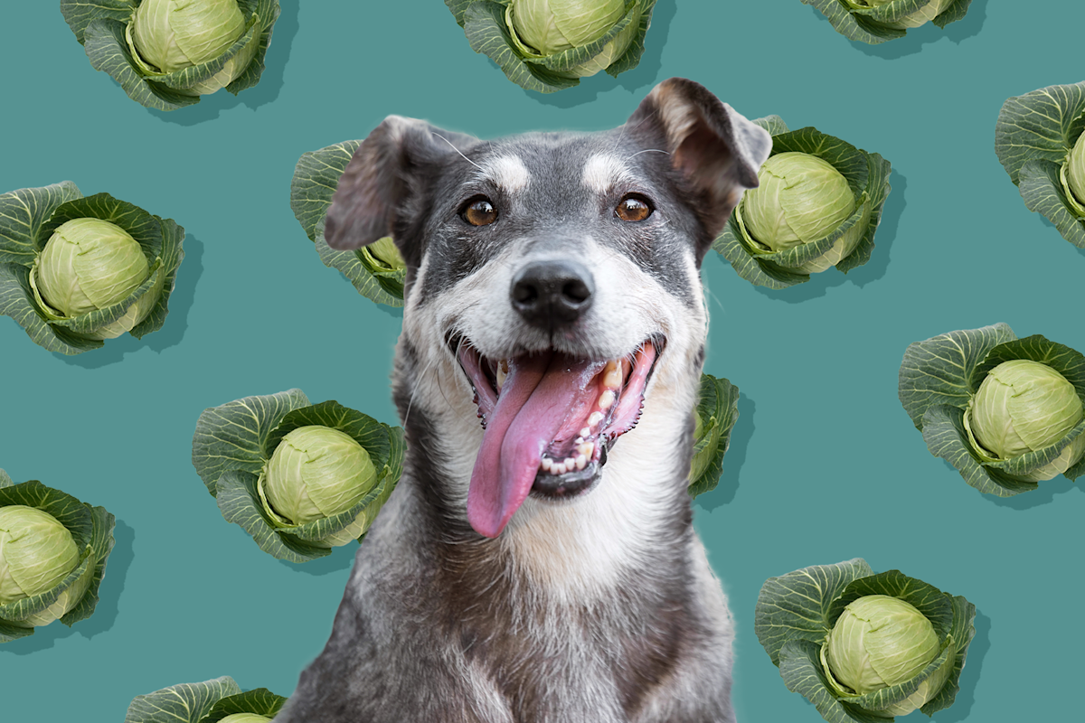 Can Dogs Eat Cabbage? Here's What a Veterinarian Recommends – Yahoo! Voices