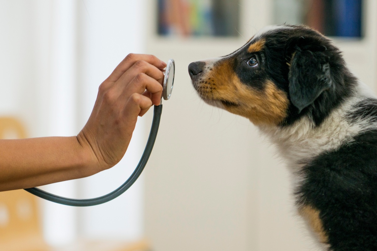 Why is veterinary care so expensive? – Marketplace