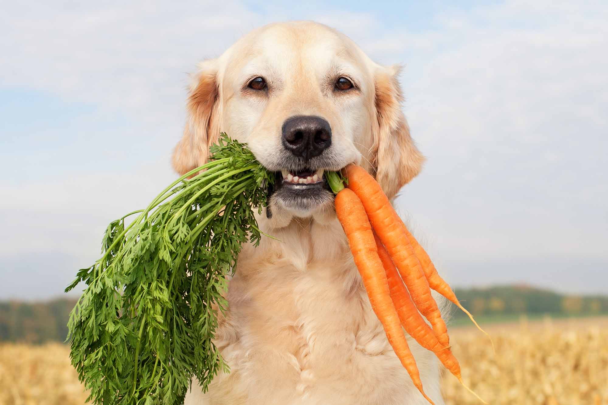 Dog owners could face jail, $27,000 fines for putting pets on vegetarian diet – New York Post