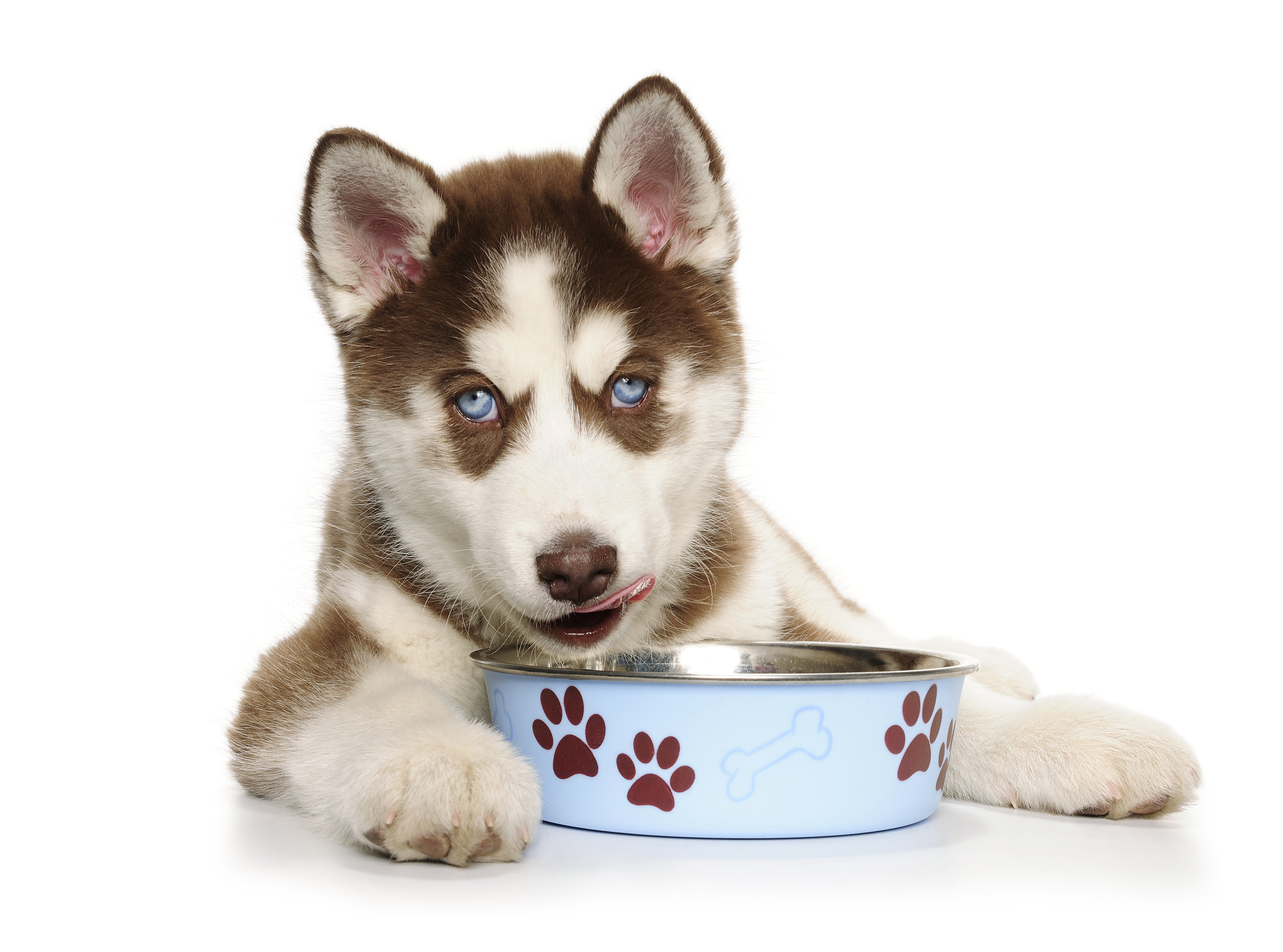 Pet Nutrition: How to Get Your Pet on a Healthy Diet – Long Island Press