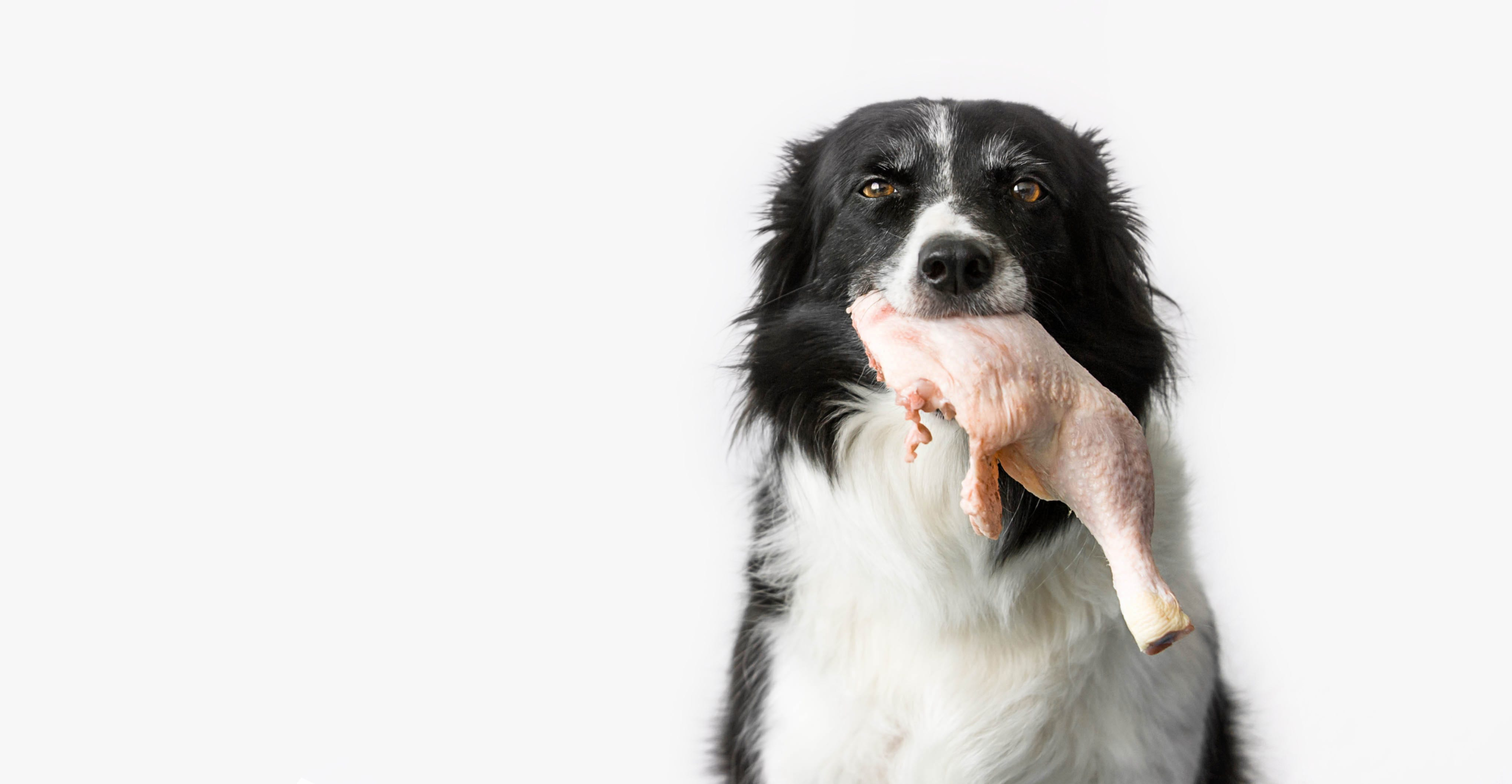 Helpful or Harmful? How the Raw Food Diet could impact your pet's health – WWJ