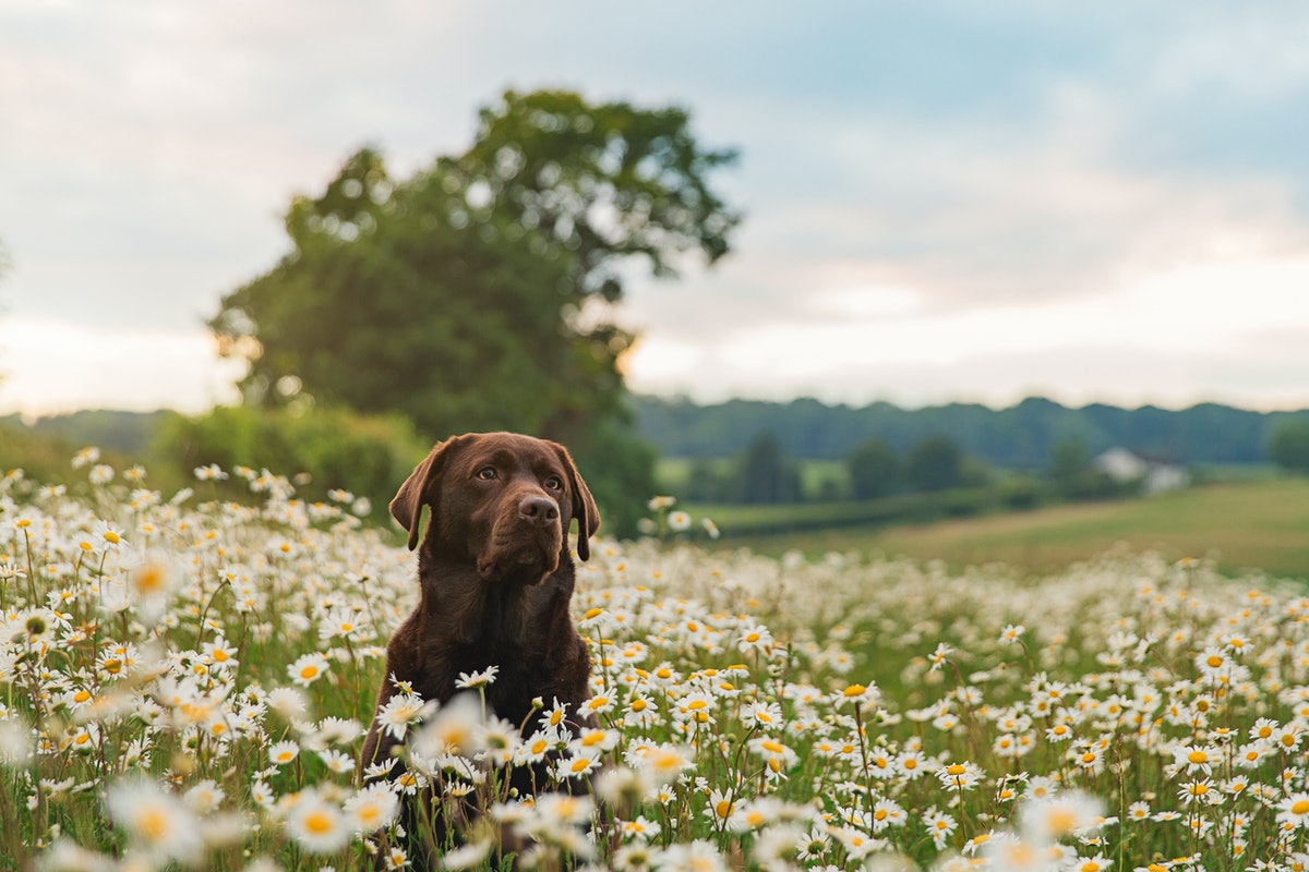 How to make your dog live longer: The science of canine longevity – Inverse