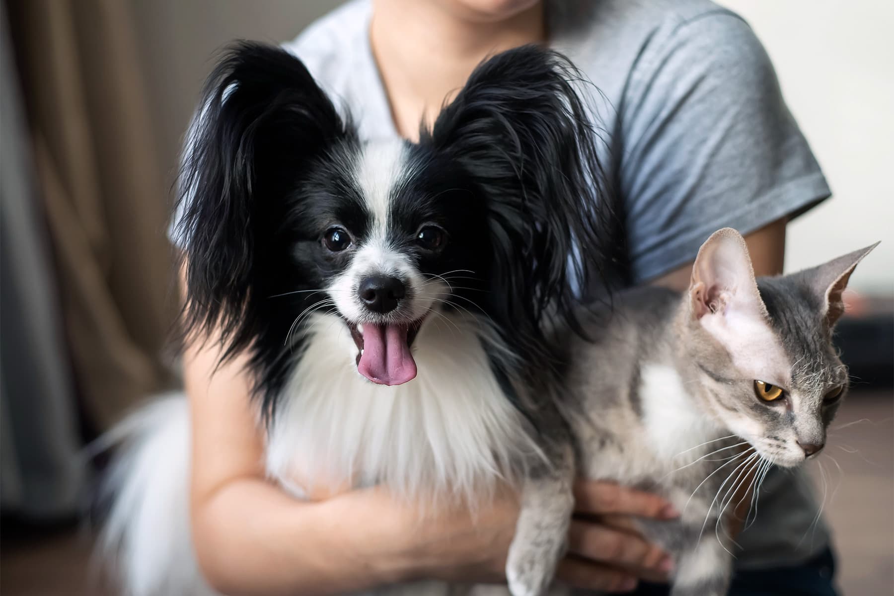 What Do Cats and Dogs Have to Do With Giving Advice to Someone With Type 2 Diabetes? – WebMD