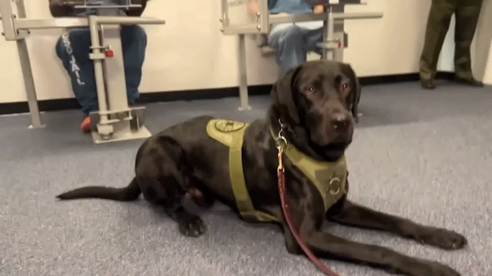 Ventura County Sheriff's Office's new emotional support dog Rocky helping uplift inmates' spirits – KABC-TV