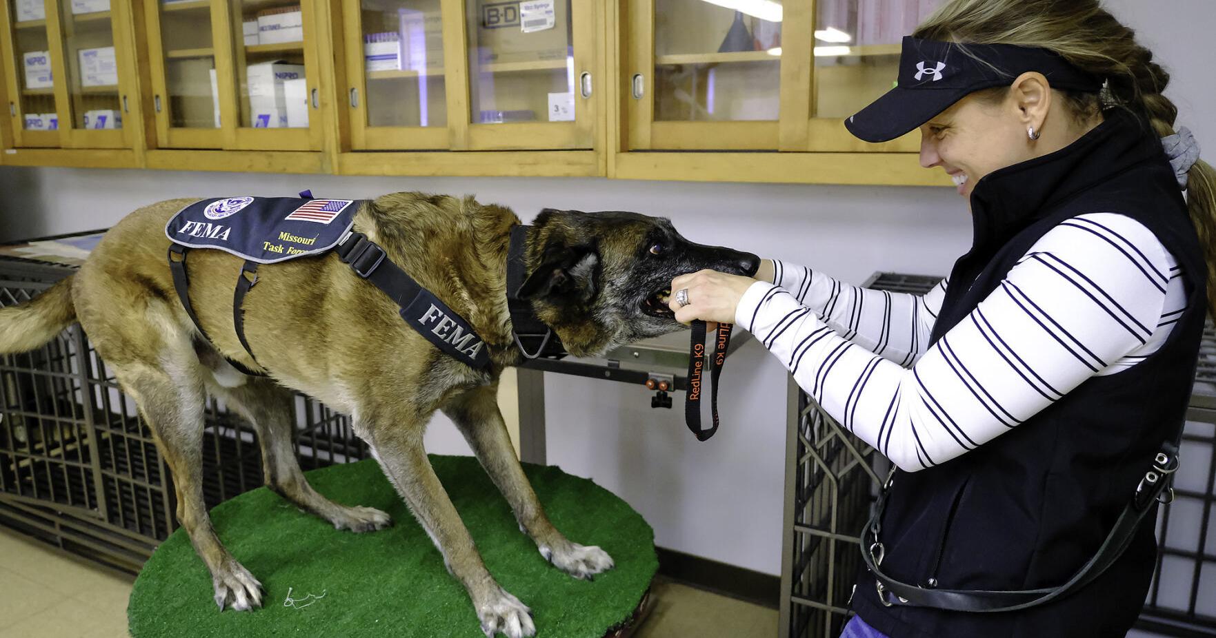 Researchers at SIU are working to better understand caring for service animals – The Southern