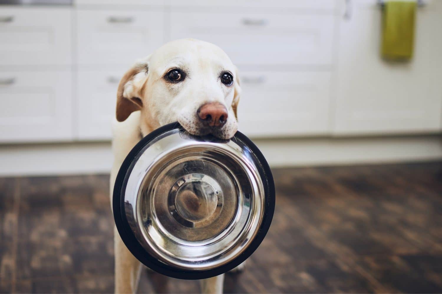 Essential Dog Nutrition: 6 Vitamins Your Pup Needs in His Diet – This Dog's Life