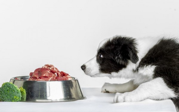 A puppy’s diet seems to be a sig­ni­fic­ant factor in the de­vel­op­ment of al­lergy and atopy re­lated skin symp­toms in adult dogs – Newswise