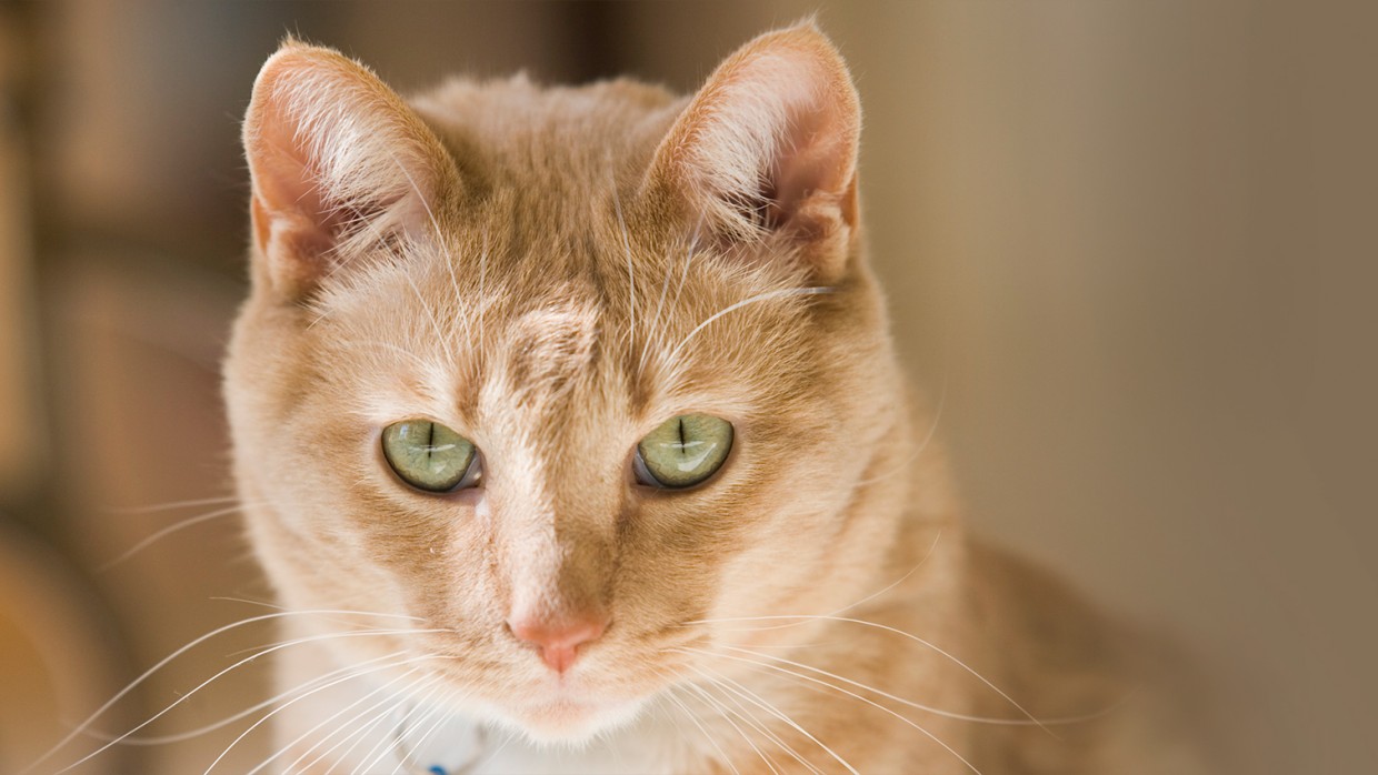 Why you should spay/neuter your pet – HSUS News