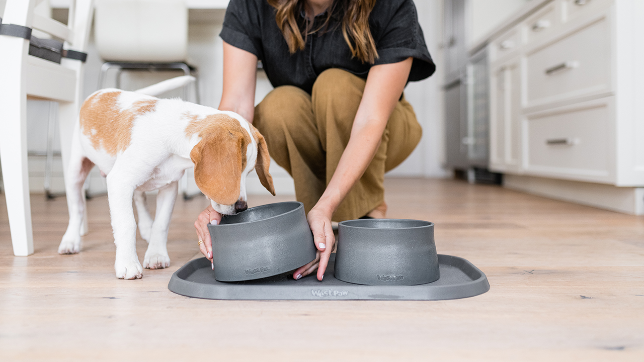 Small Biz Spotlight: The West Paw Collection of Pet Accessories Made With Ocean-Bound Plastic – Design Milk