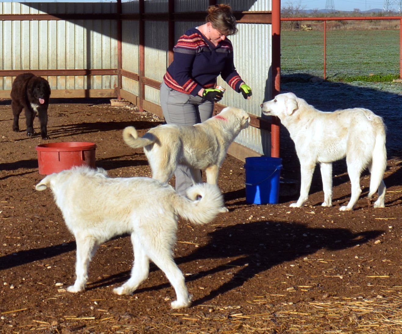 Livestock guardian dogs webinar set for Feb. 16 – AgriLife Today