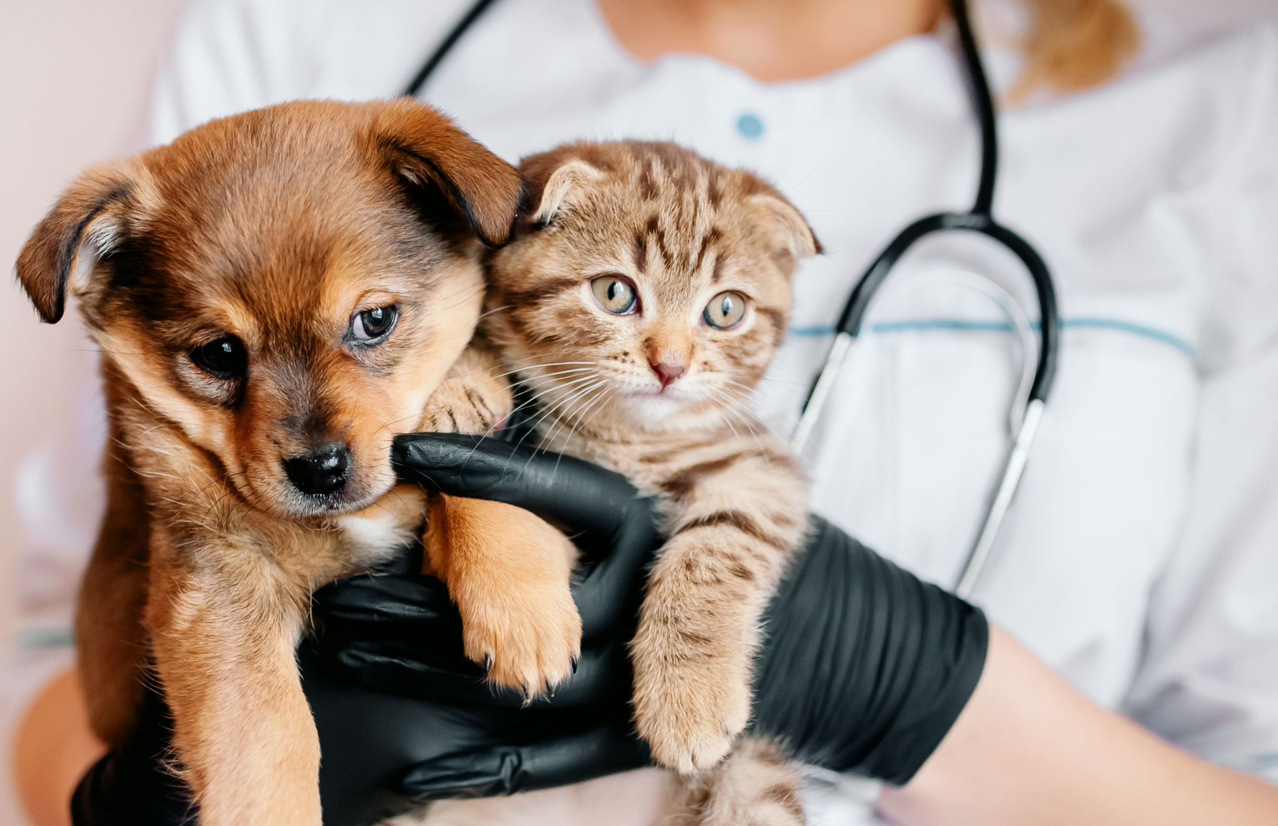 Virbac launches nutritional line for spayed and neutered pets – DVM 360