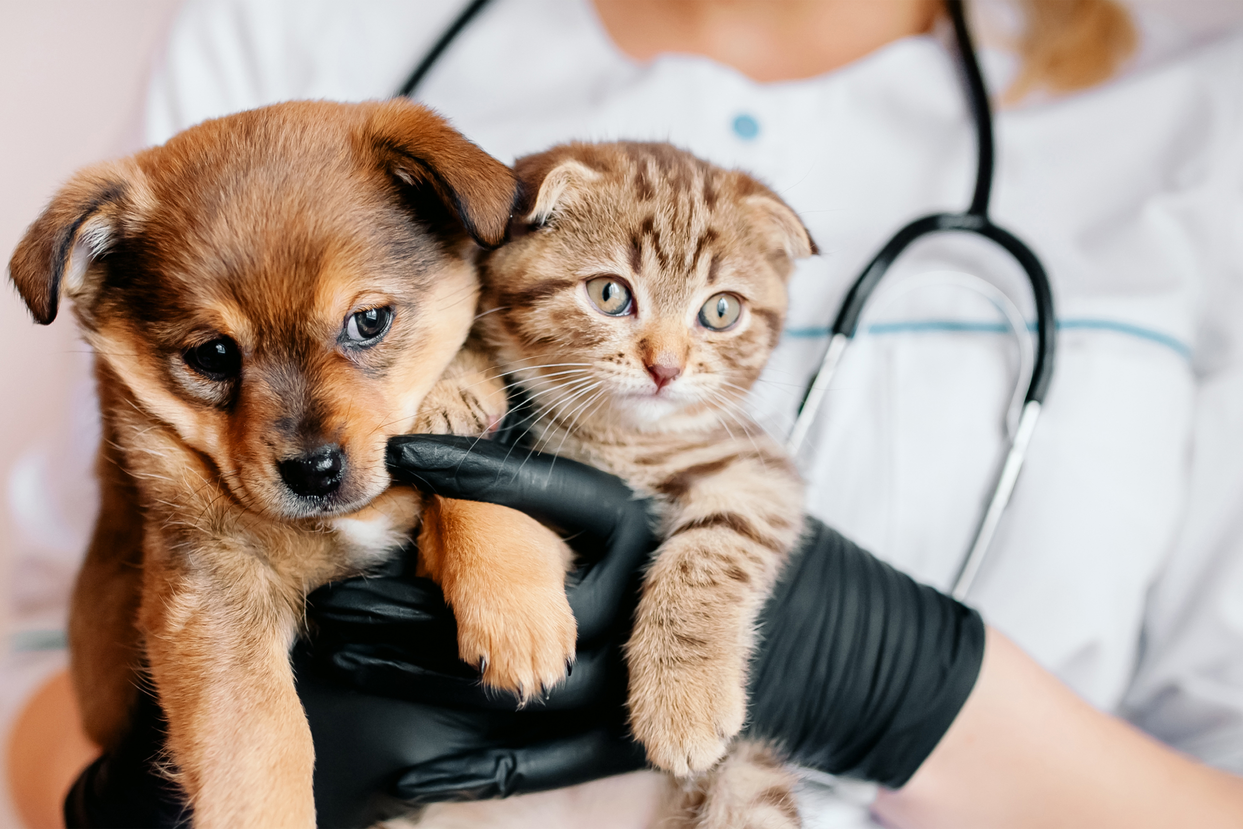 Why Choosing a Higher Pet Insurance Deductible Can Pay Off – Money