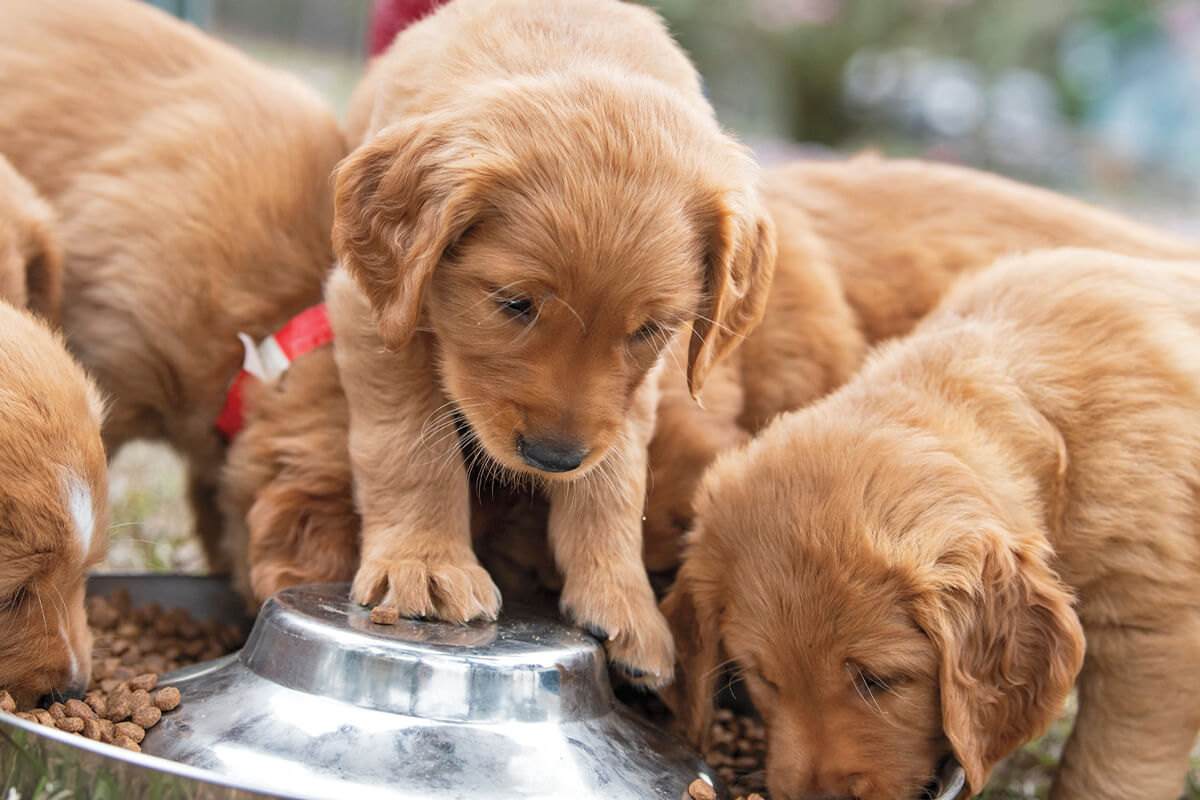 How to Choose a Dog Food for Your Puppy – Gun Dog – Gun Dog Magazine