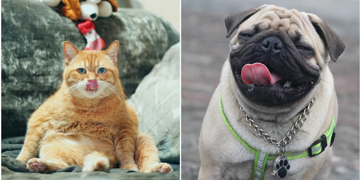 16 people share the weird 'quirk' their pet does that no one believes – Upworthy