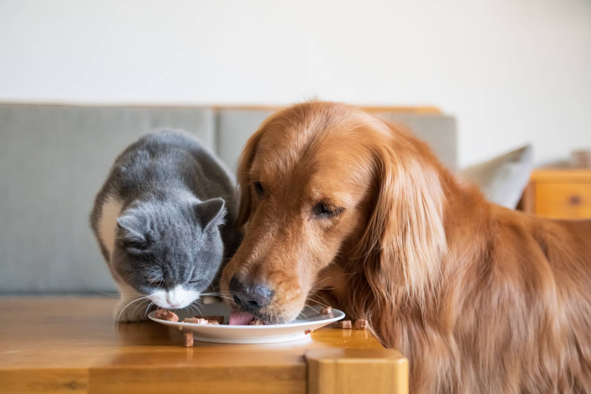 Should You Put Your Pets on a Plant-Based Diet? Experts Say No – EcoWatch