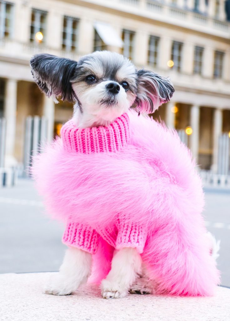 Haute Couture: High Fashion in the Pet Industry – Pet Age