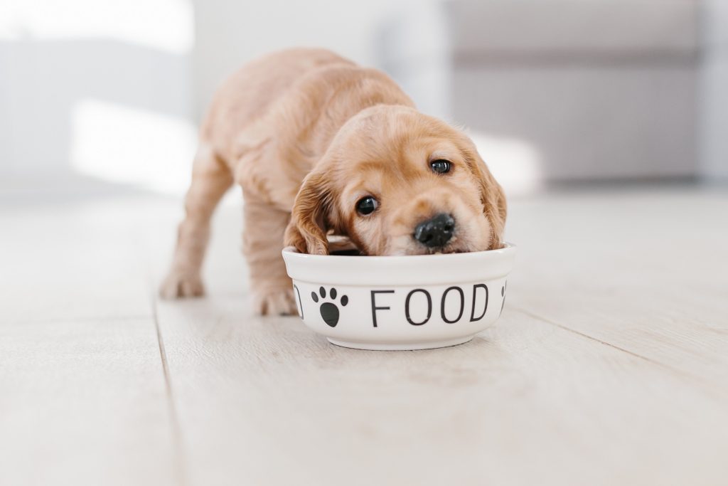 Pet Food Brands Take Different Routes to Meet Nutritional Needs – Pet Age