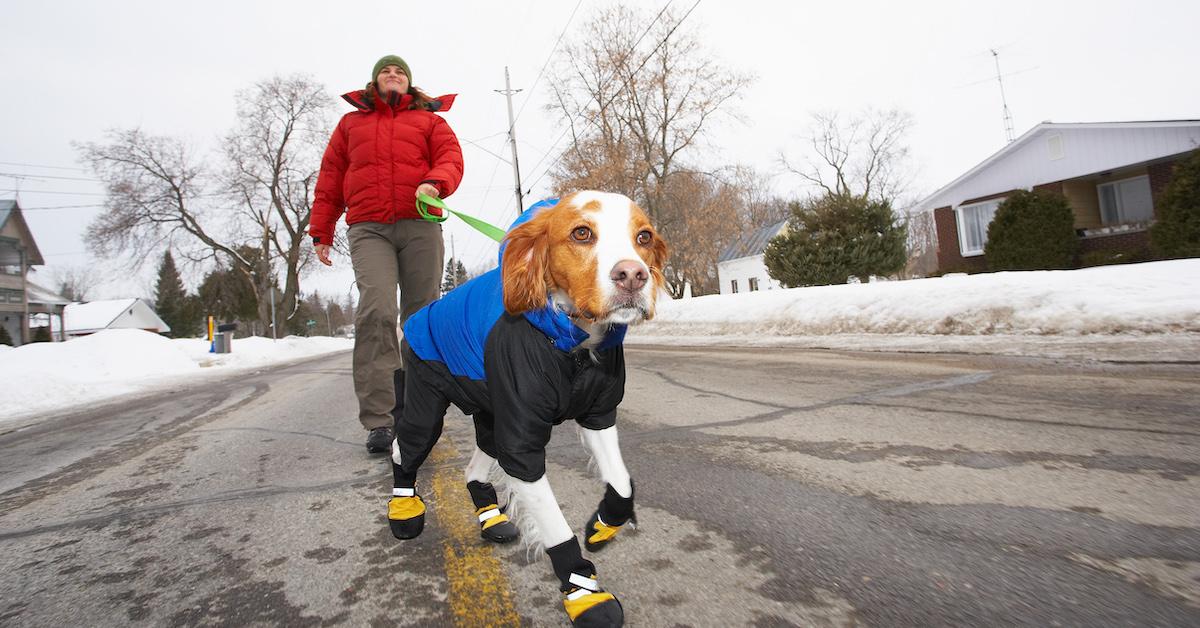 Dog Jackets: Are They Necessary, Sustainable Options, and More – Green Matters