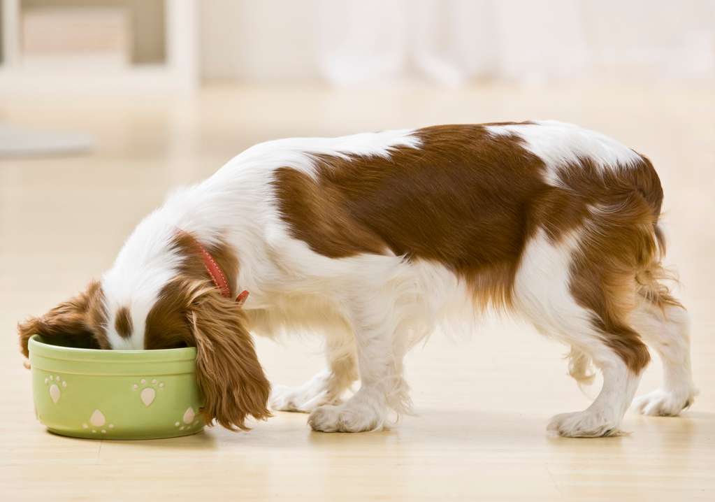 Dog diets: what they can eat and what not – Zyri