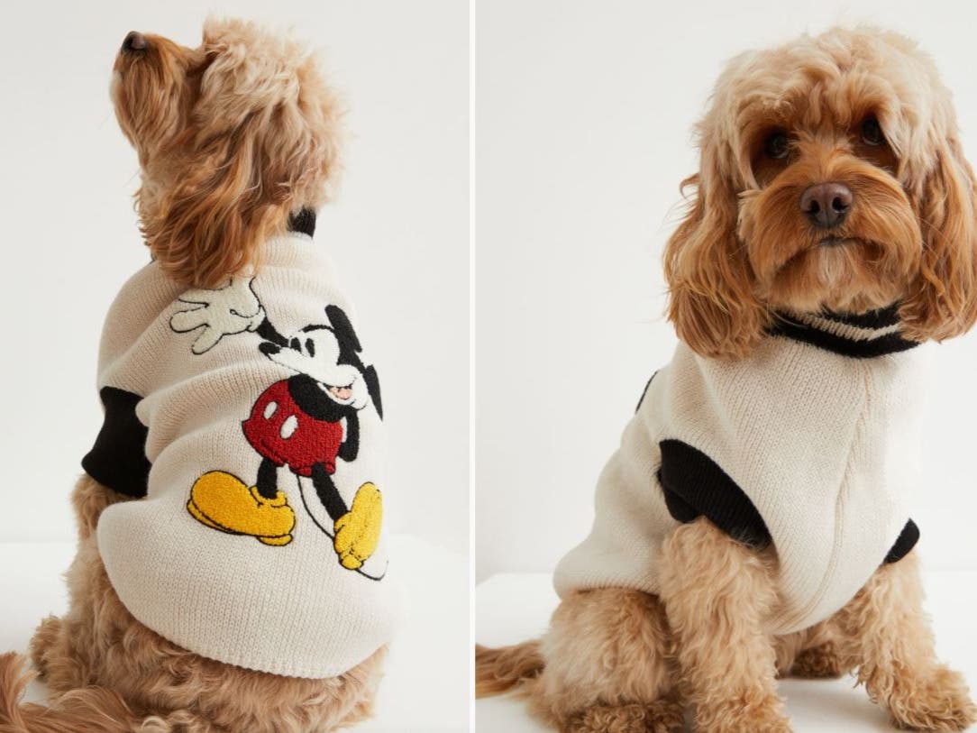 H&M launches knitwear collection for dogs – The Independent