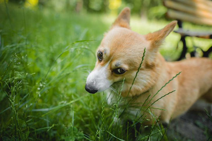 Why Does My Dog Eat Grass? – American Kennel Club – American Kennel Club