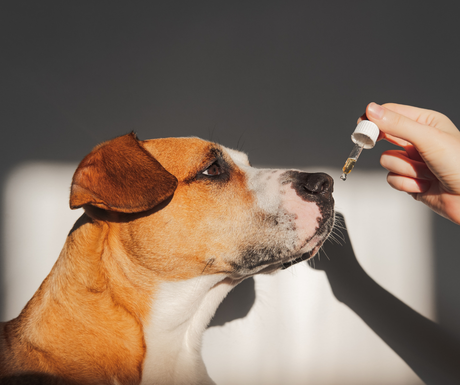 7 Best Fish Oils for Dogs – DISCOVER Magazine