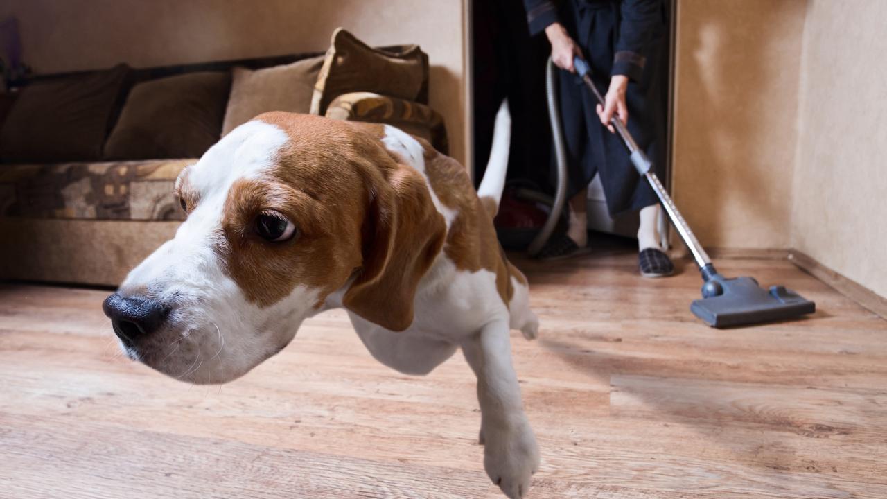 Common Household Noises May Be Stressing Your Dog – University of California, Davis