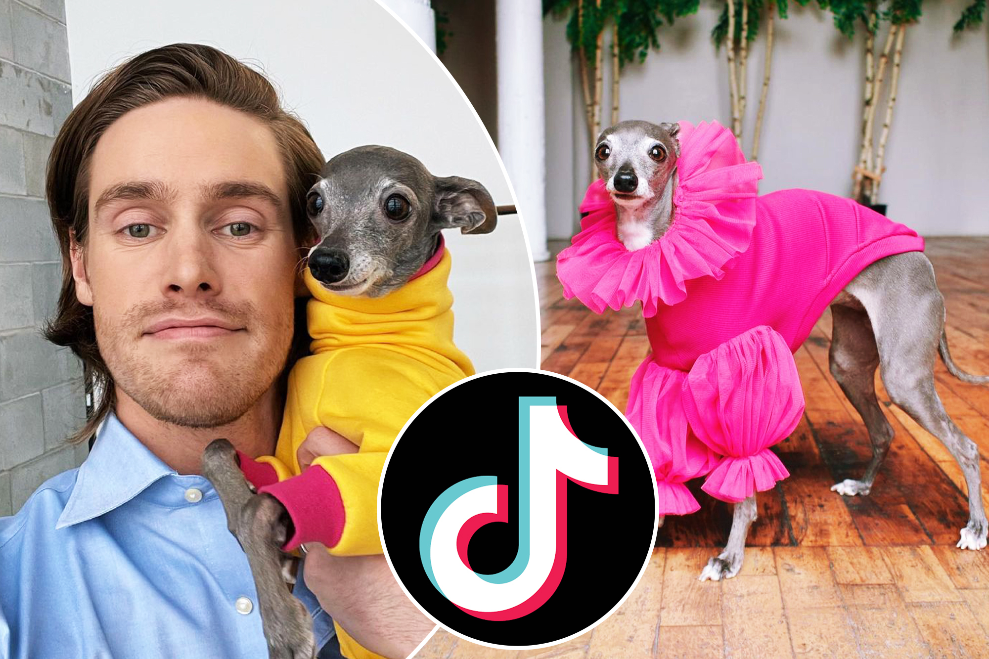 Viral TikTok sensation Tika the Iggy is a dog with 300 outfits – New York Post