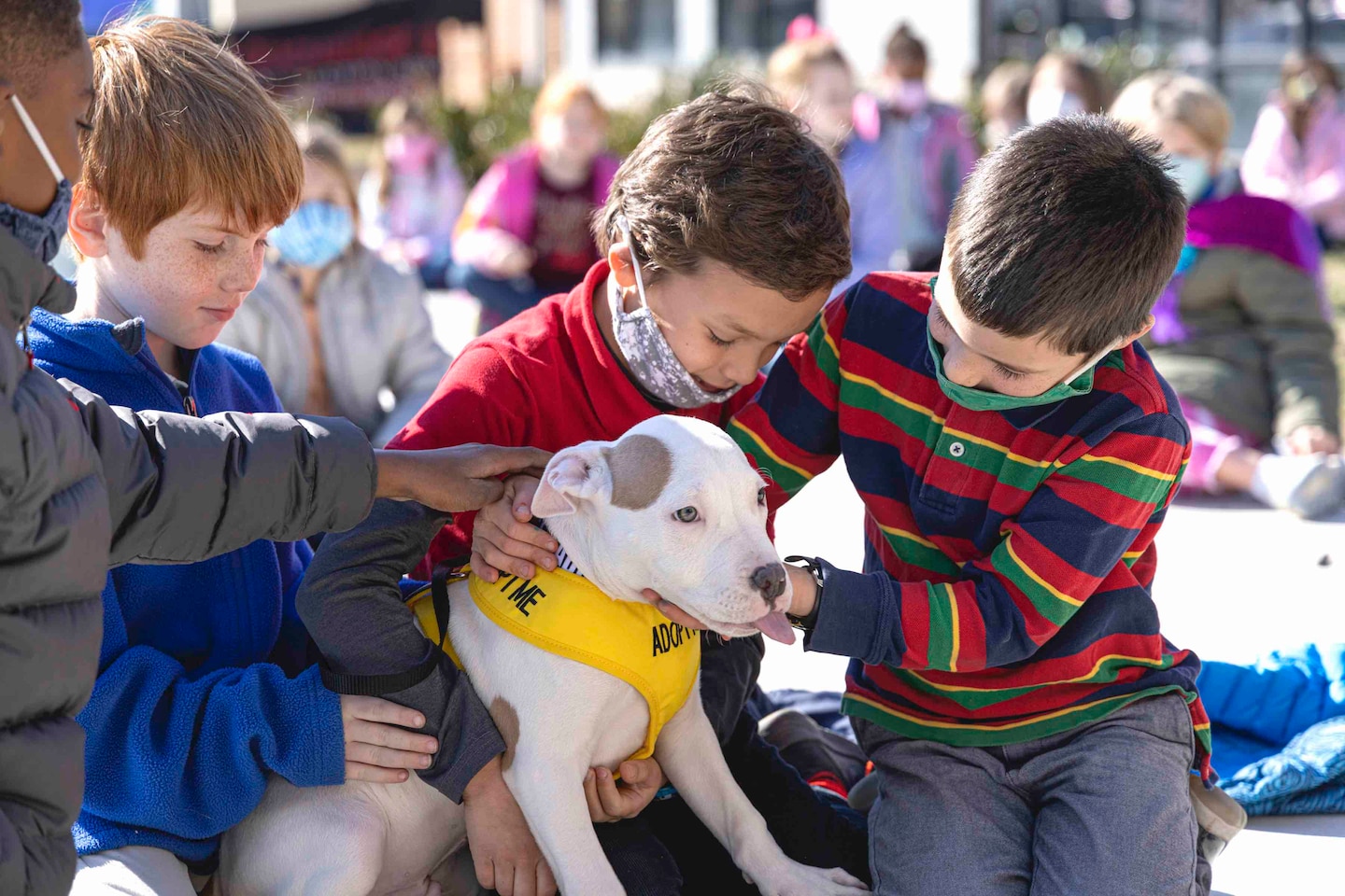 Kids wrote pleas to help unwanted shelter pups find homes. It worked. – The Washington Post