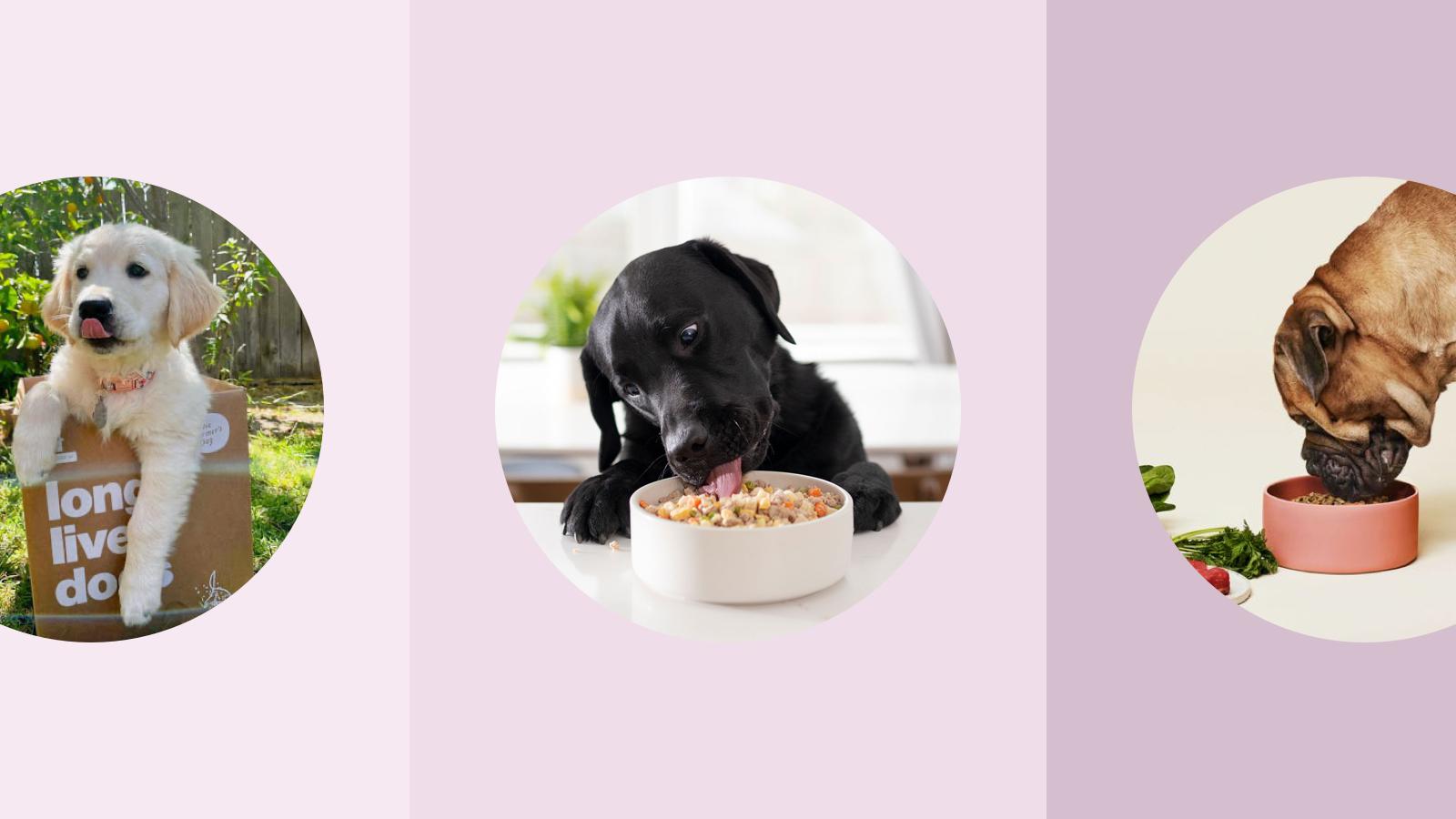 The 10 Best Dog Food Delivery Services, According To Trusted Vets – Forbes