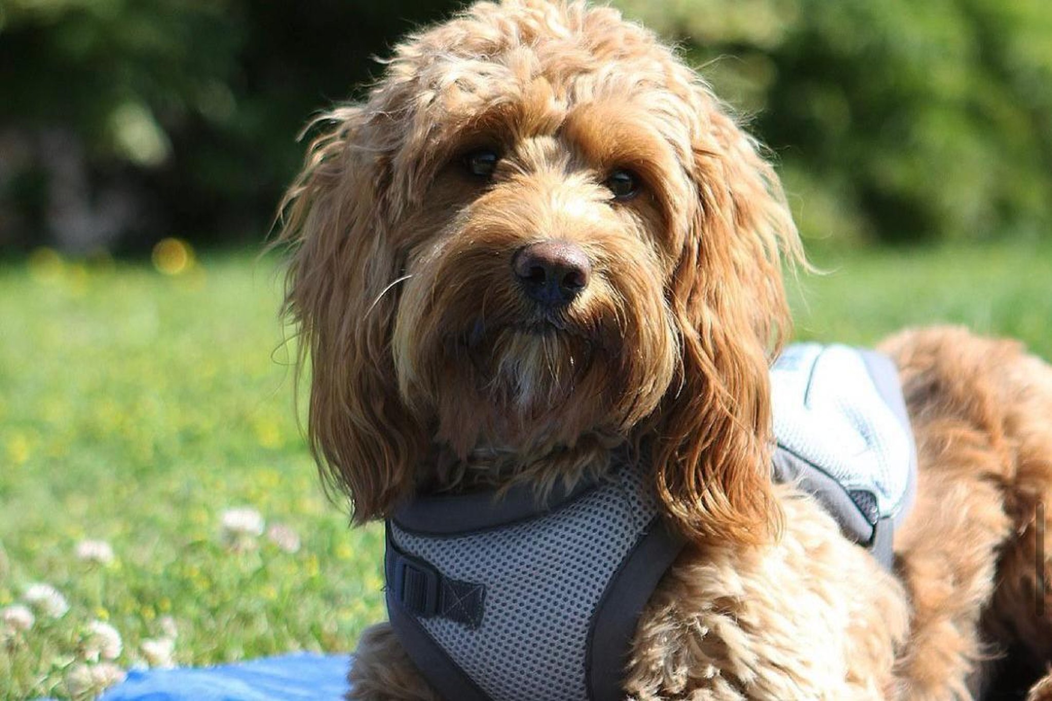 Is your dog safe in the sun? How to protect your pooch – Yorkshire Evening Post